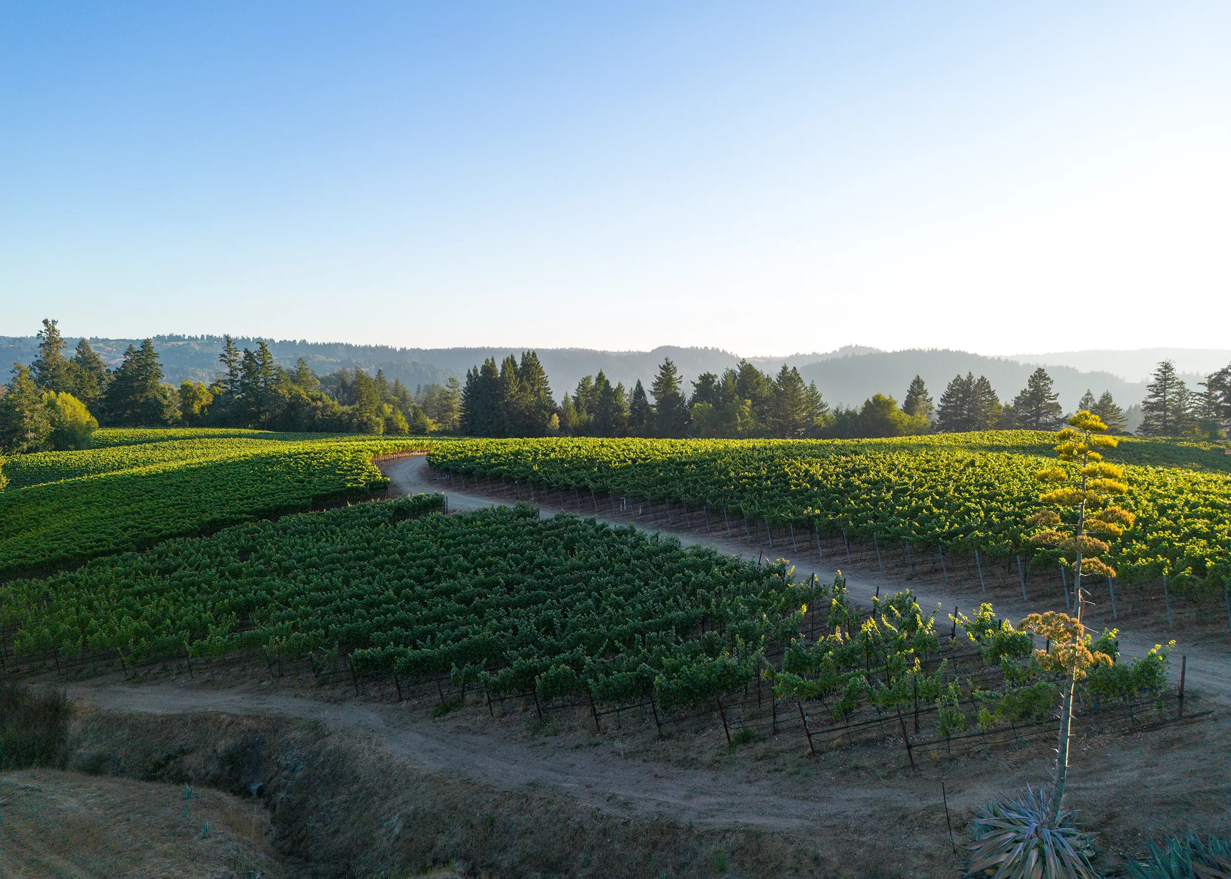 Cringhiale Vineyard aerial