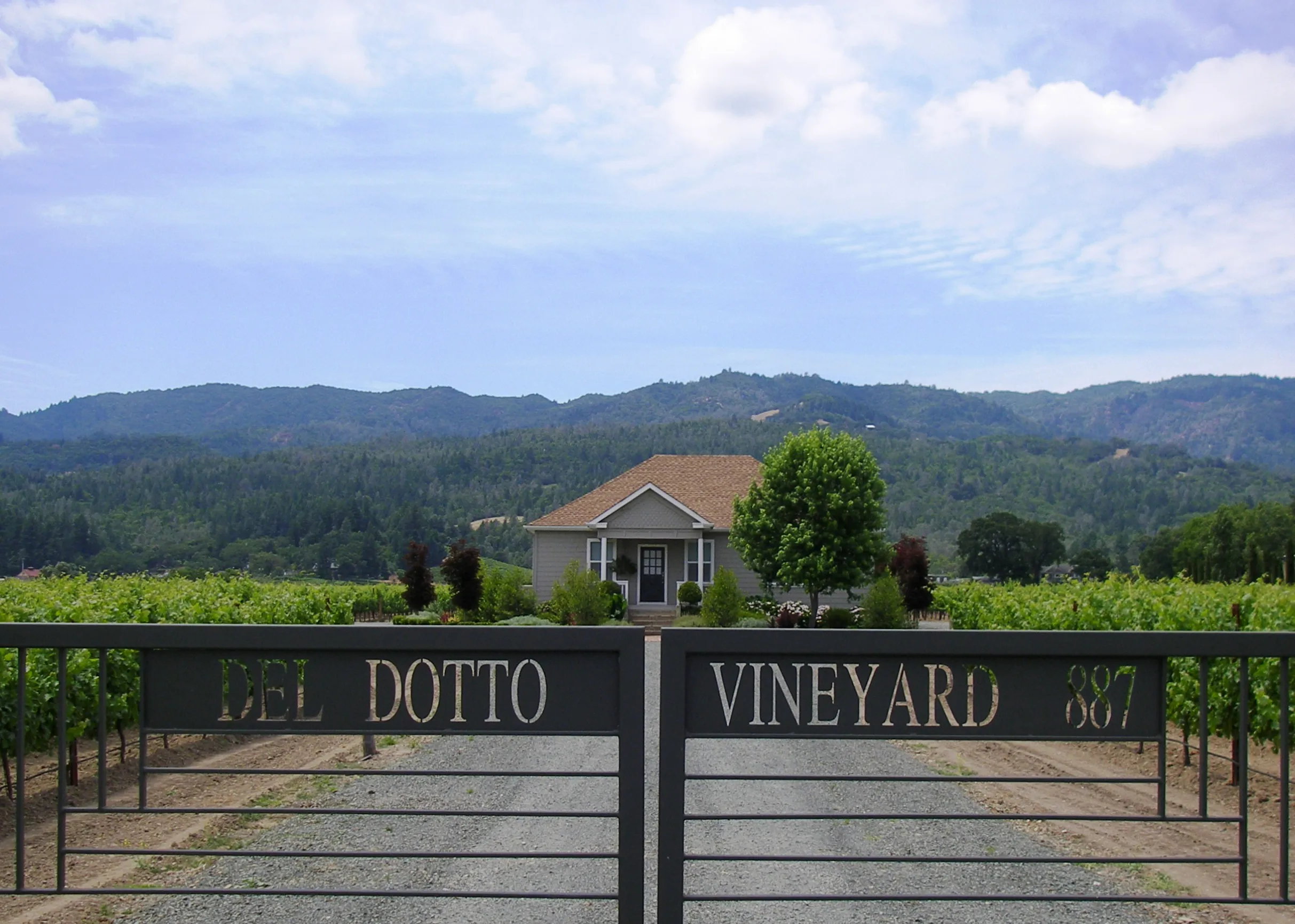 Vineyard 887