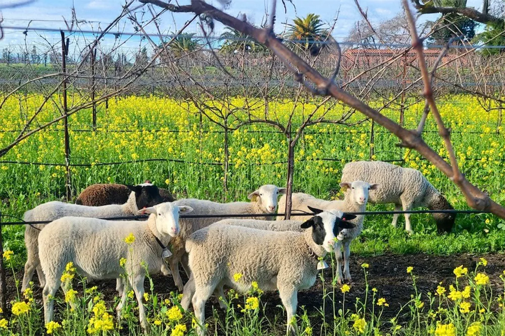 Sheep at Del Dotto